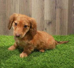 Dachshund