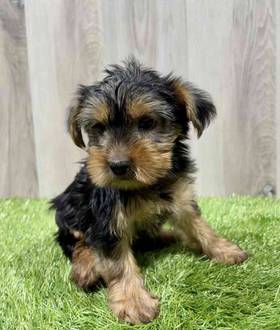 Yorkie