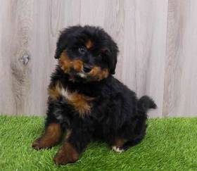 Bernardadoodle Mini