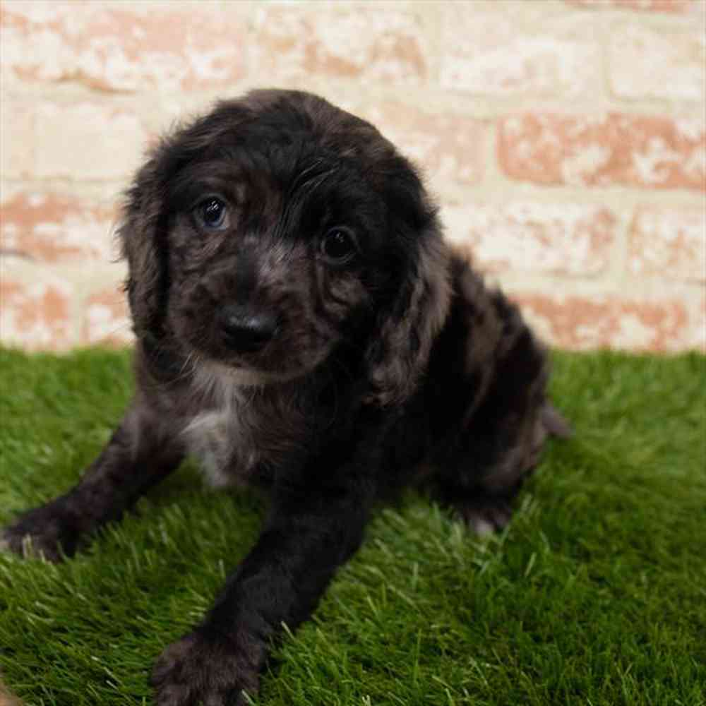 Cocker Spaniel Puppy for sale Pet Zone Queensbury
