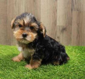 Yorkie