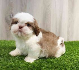 Shih Tzu