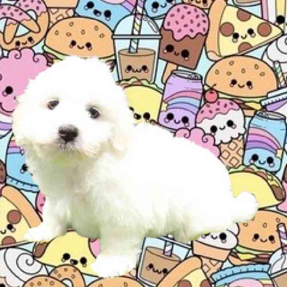 Male Coton De Tulear Puppy for Sale in Albany, NY
