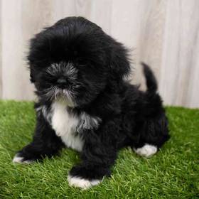 Lhasa Apso