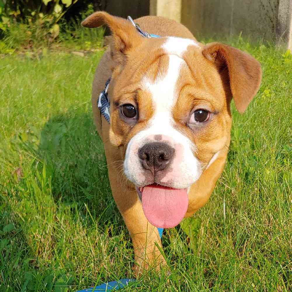 Female Victorian Bulldog Puppy for sale