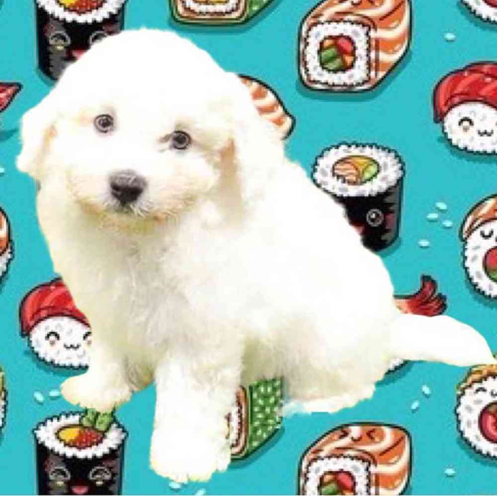 Bichon Puppy for sale Pet Zone Albany