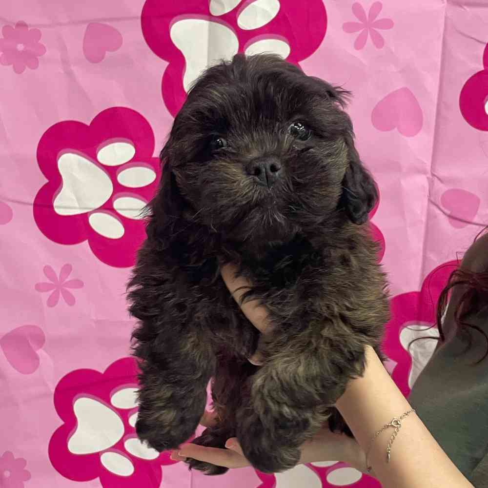 LhasaPoo Puppy for sale Pet Zone Queensbury