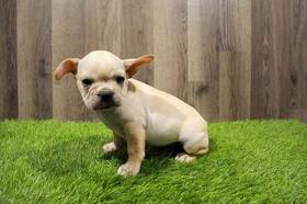 French Bulldog