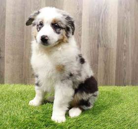 Miniature Australian Shepherd