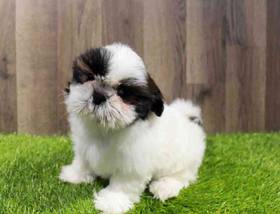 Shih Tzu