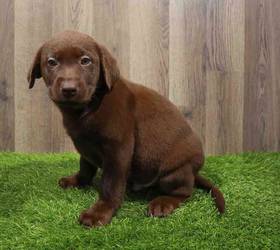 Labrador Retriever