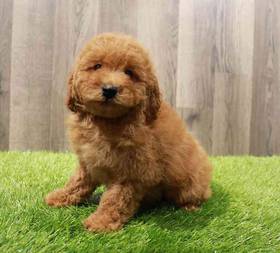 Mini Poodle