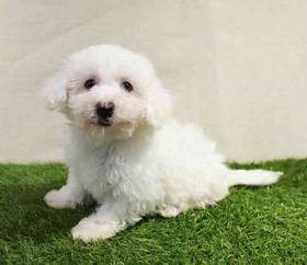 Bichon