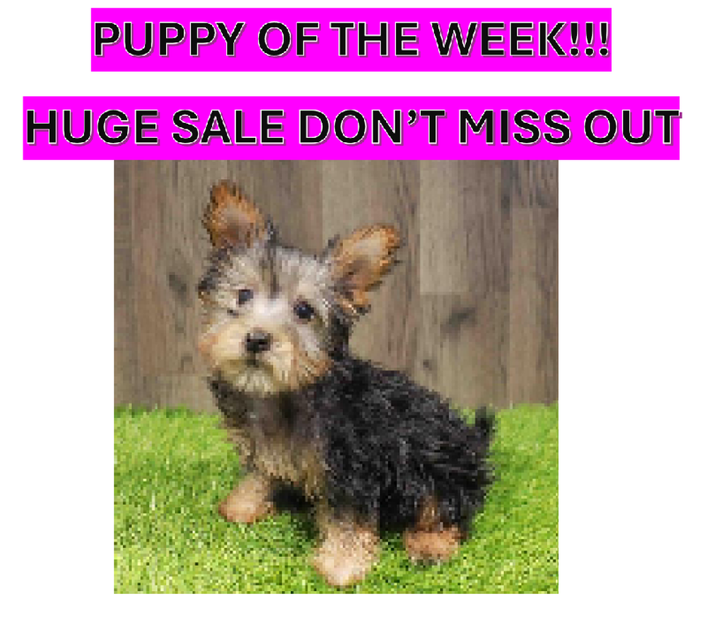Male Silky Terrier Puppy for Sale in Albany, NY