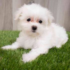 Maltese