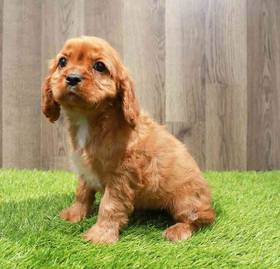 Cavalier King Charles Spaniel