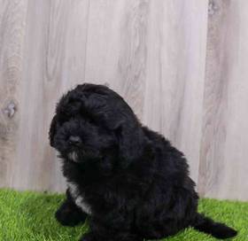 Bernedoodle Mini 2nd Gen