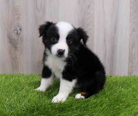 Australian Shepherd