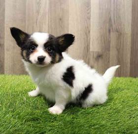 Papillon