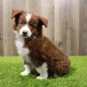 Miniature Australian Shepherd