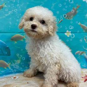 Maltipoo