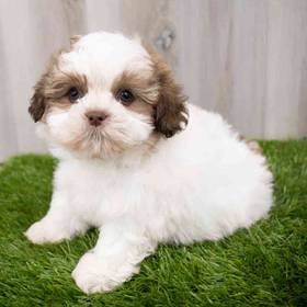 Havanese-Shih Tzu