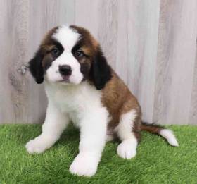 Saint Bernard
