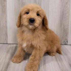 Mini Goldendoodle