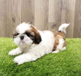 Shih Tzu