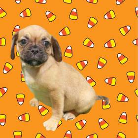 Puggle