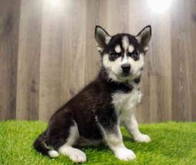 Siberian Husky