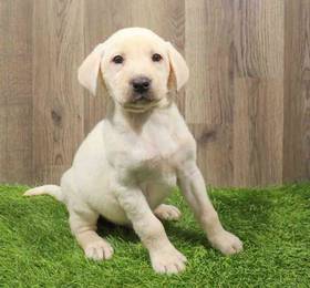 Labrador Retriever