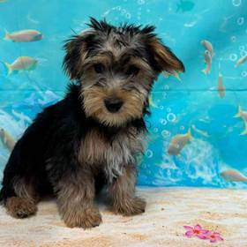 Yorkie