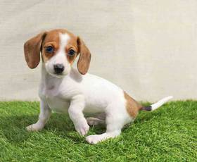 Dachshund