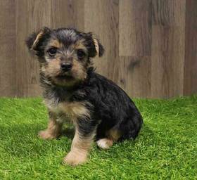 Morkie