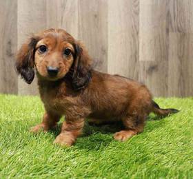 Dachshund