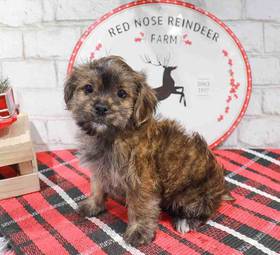 Shorkie