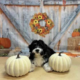 Mini Aussiedoodle