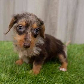 DORKIE