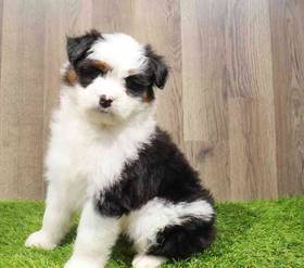 Mini Aussiedoodle