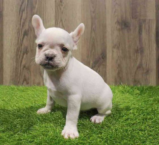 French Bulldog Puppy for sale Pet Zone Poughkeepsie