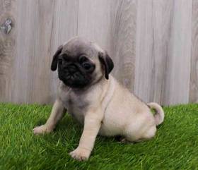 Pug