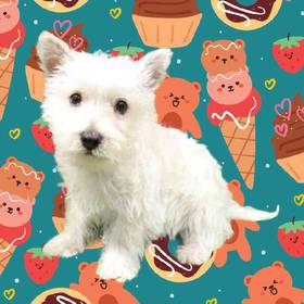 West Highland White Terrier