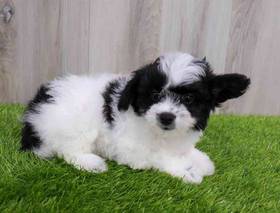 Papiichon