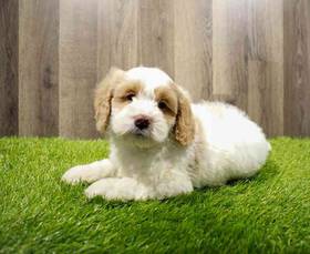 Cockapoo