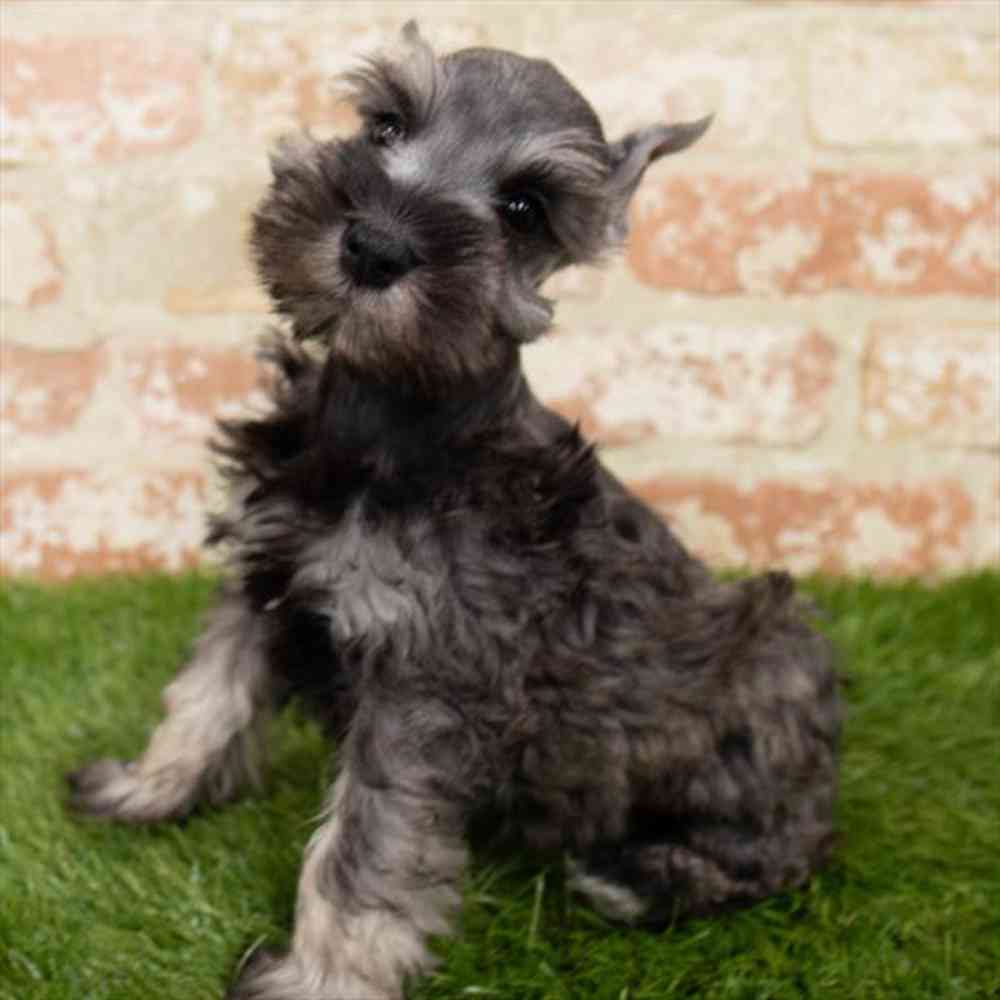 Puppyfinder miniature best sale schnauzer