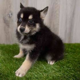 Pomsky