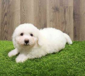 Bichon