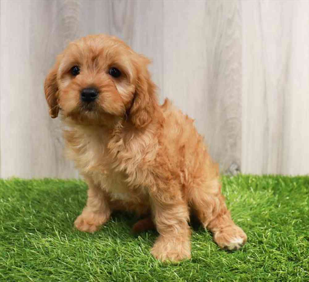 Cockapoo Puppy for sale - Pet Zone - Watertown