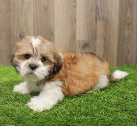 Lhasa Apso-Shih Tzu